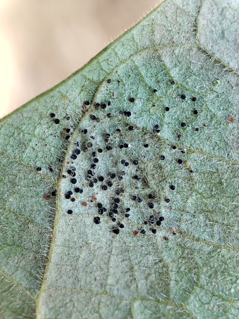 Phyllactinia ailanthi