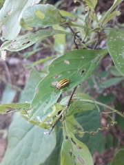 Kuschelina tenuilineata
