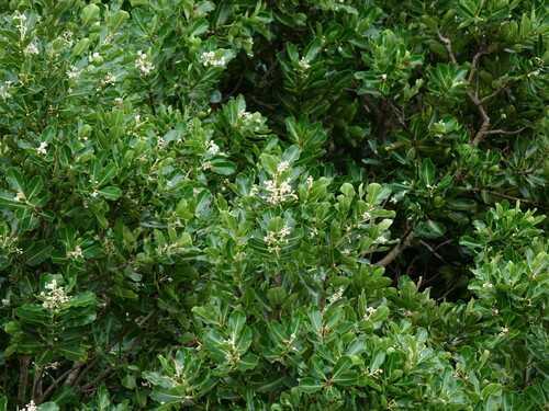 Alexandrian Laurel