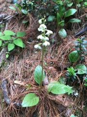 Pyrola angustifolia