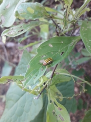 Kuschelina tenuilineata