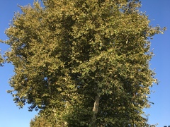 Platanus