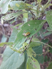 Kuschelina tenuilineata