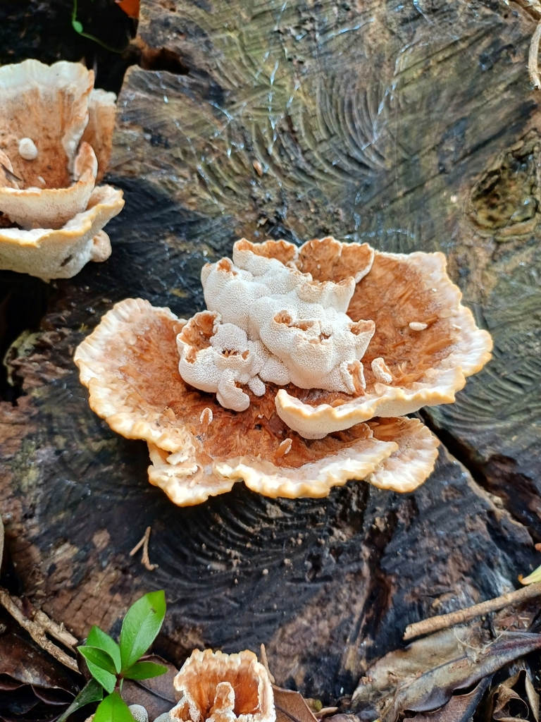 Abortiporus biennis · November 2024 · photo: © steviakiwi23 (iNaturalist, cc0)