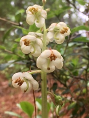 Pyrola angustifolia