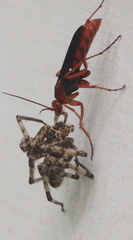 Tachypompilus