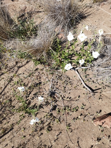 Image of Petunia axillaris by (c) Sebastián Fornés, some rights reserved (CC BY)