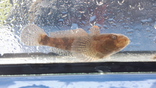 Western Tubenose Goby, Vethuizen, Nederland, photo 9 of 10