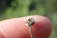 Eriocaulon texense