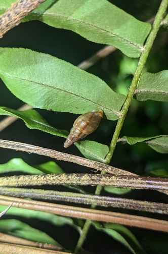 Laevaricella interrupta