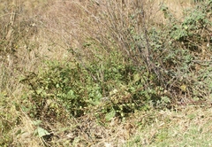 Drymaria cordata diandra