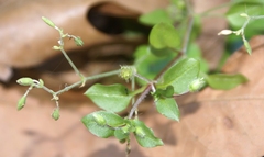 Drymaria cordata diandra