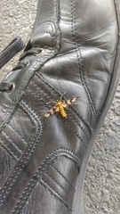 Amata germana nigricauda