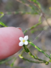 Lachnaea pusilla