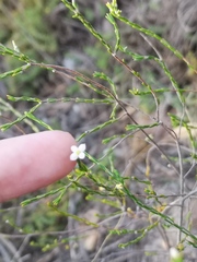Lachnaea pusilla