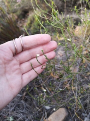 Lachnaea pusilla