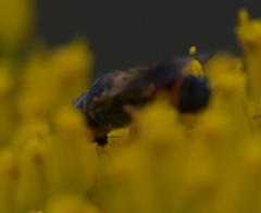 Ectemnius rufipes ais