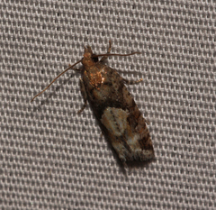 Zeiraphera canadensis