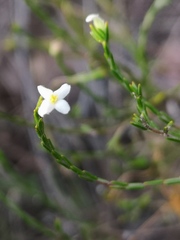 Lachnaea pusilla
