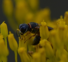 Ectemnius rufipes ais