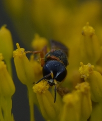 Ectemnius rufipes ais