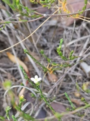 Lachnaea pusilla
