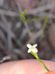 Lachnaea pusilla