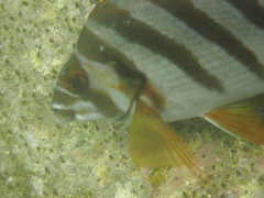 Goniistius zonatus
