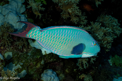 Bicolour Parrotfish photo 5
