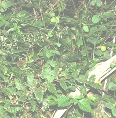 Drymaria cordata diandra