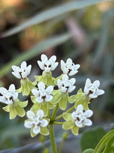 Asclepias nivea, photograph 5