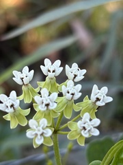 Asclepias nivea, photograph (c) stephaniestvz, some rights reserved (CC BY)