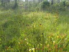 Rudbeckia scabrifolia