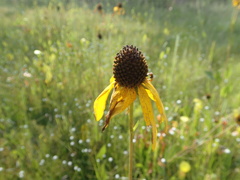 Rudbeckia scabrifolia
