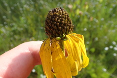Rudbeckia scabrifolia