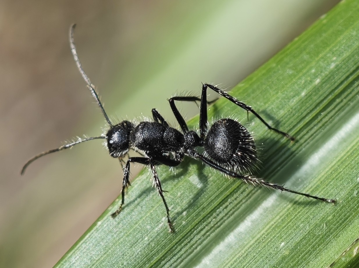 Camponotus wasmanni