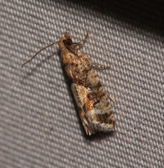 Zeiraphera canadensis