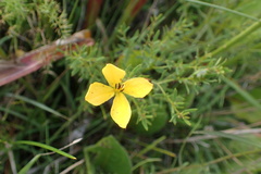 Rhexia lutea