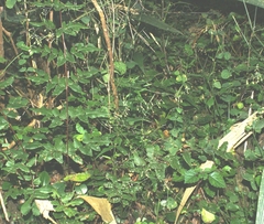 Drymaria cordata diandra