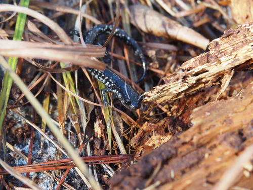 Ocmulgee Slimy Salamander, Plethodon ocmulgee