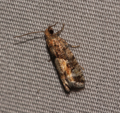 Zeiraphera canadensis