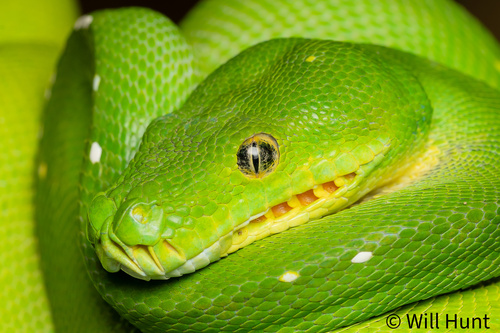Southern Green Python sighting