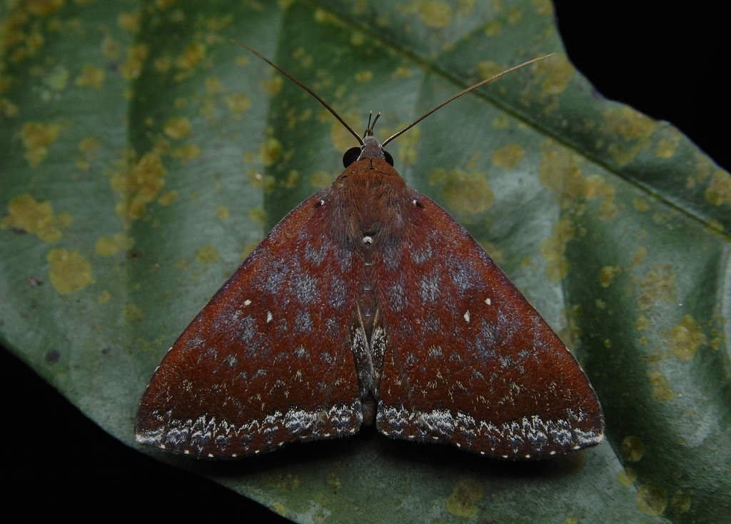 Avittonia