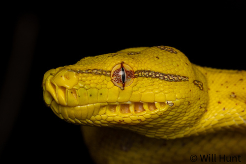 Southern Green Python sighting