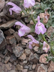Salvia taraxacifolia, photograph (c) Rhonda Ridley, some rights reserved (CC BY-SA)