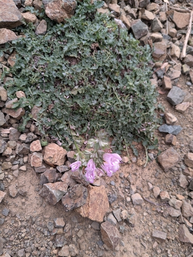 Salvia taraxacifolia, photograph 4