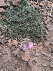 Salvia taraxacifolia, photograph (c) Rhonda Ridley, some rights reserved (CC BY-SA)