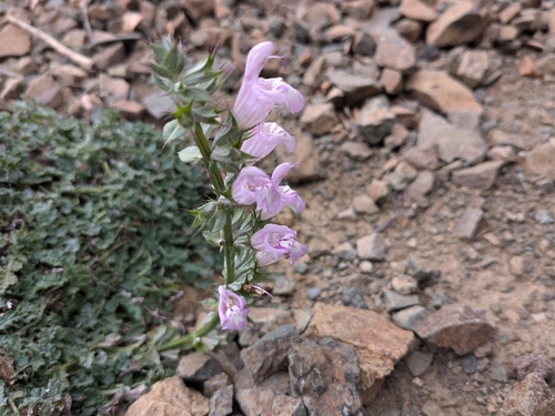Image of Salvia taraxacifolia by (c) Rhonda Ridley, some rights reserved (CC BY-SA)