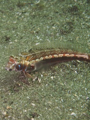 Parapercis pulchella