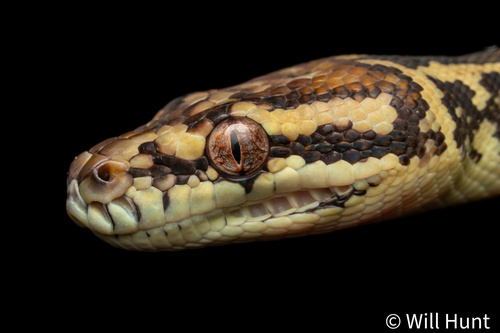 Darwin Carpet Python sighting